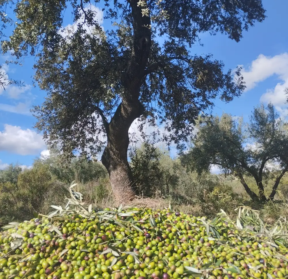 La Ruta Natural AOVE - Contacto