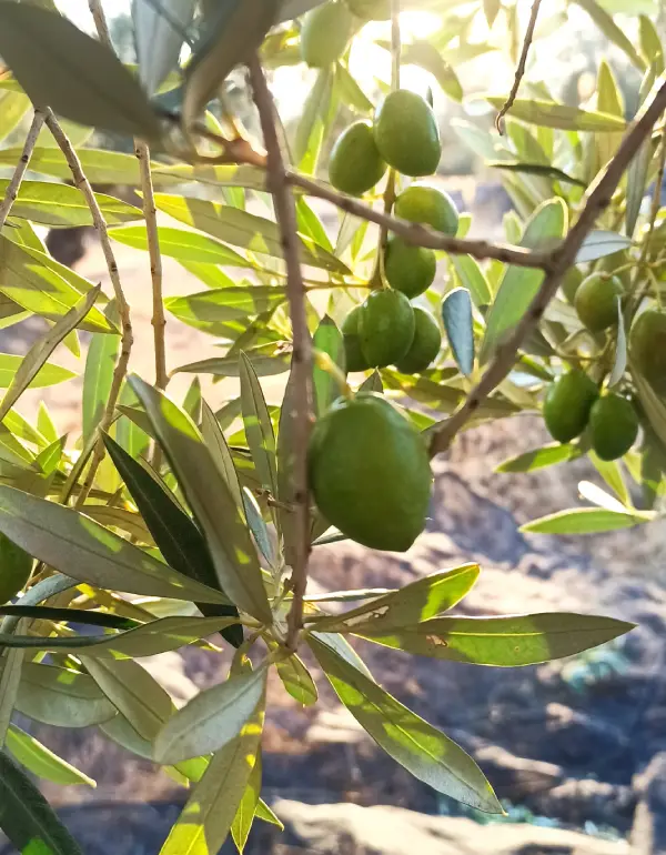 Aceite de oliva virgen extra picual - La Ruta Natural