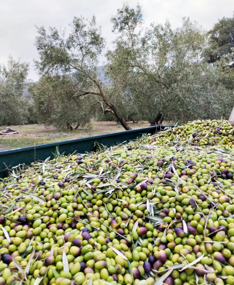 La Ruta Natural – Productores de AOVE en Jaén La Ruta Natural – Productores de AOVE en Jaén