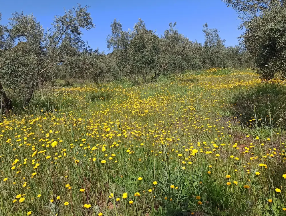 Plantas medicinales que crecen en el olivar – La Ruta Natural