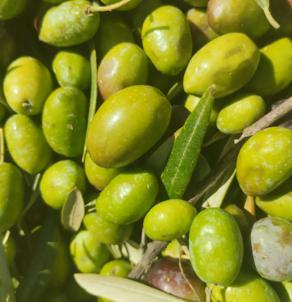 ¿Qué es el aceite de oliva virgen extra? - La Ruta Natural