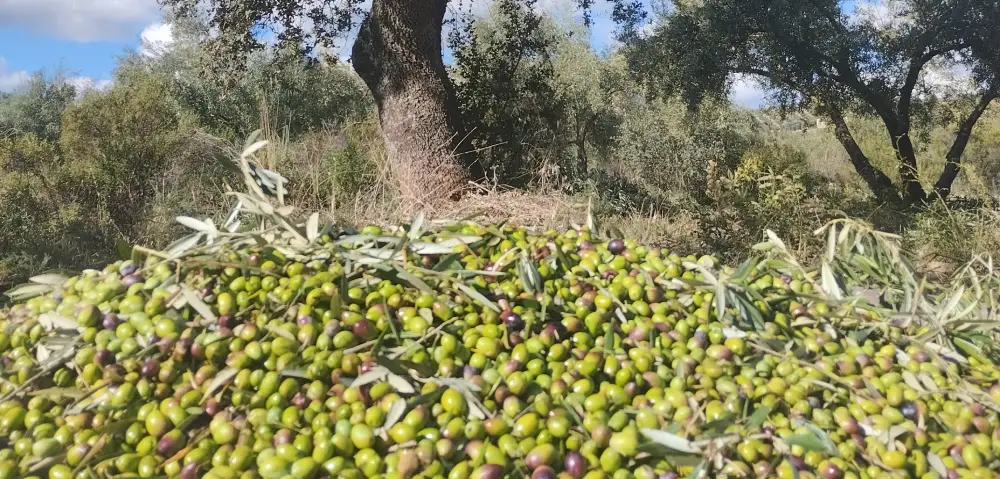 Aceite de variedad picual Aceite de variedad picual