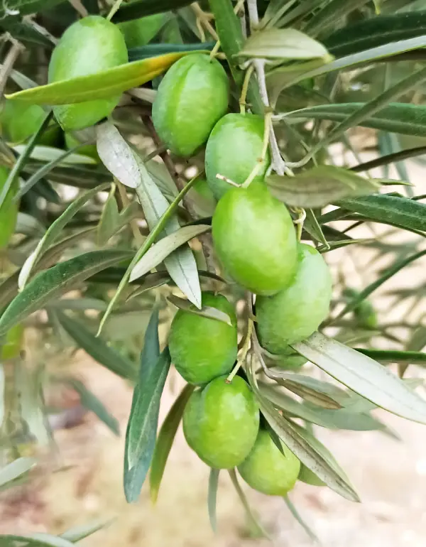 Aceite de oliva virgen extra picual - La Ruta Natural